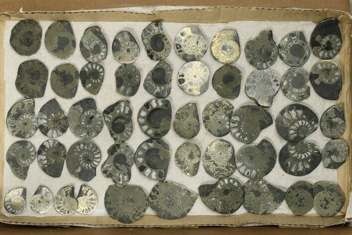 Lot: Cut & Polished, Pyrite Replaced Ammonite Pairs - Pieces #276581